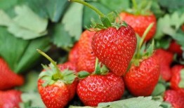 水莓100线在线观看国产,水莓100线，在线观看新体验