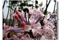 国产丁香网,探索中医药文化的瑰宝与传承